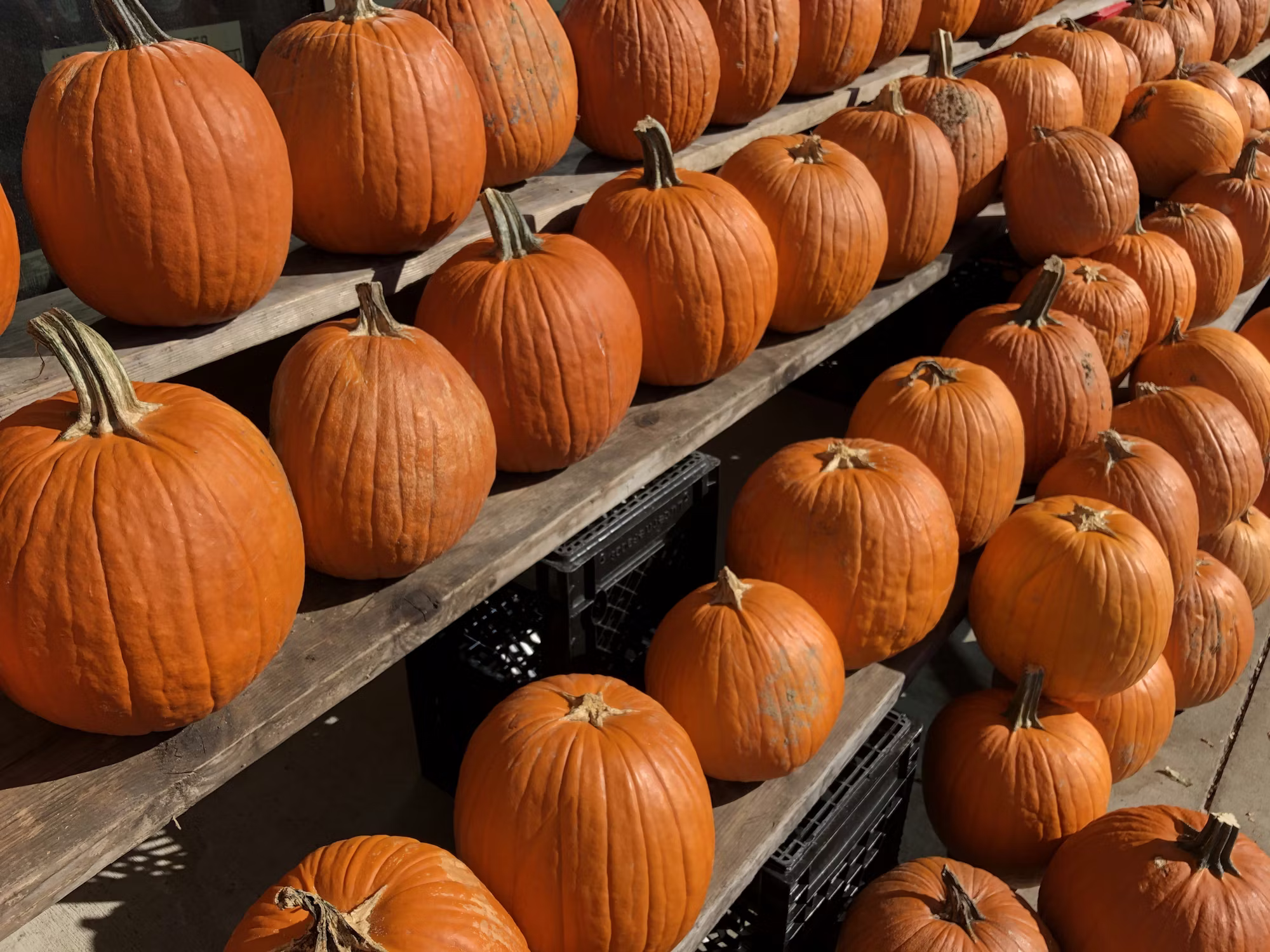 Harnessing the Power of Plant-Based Nutrition